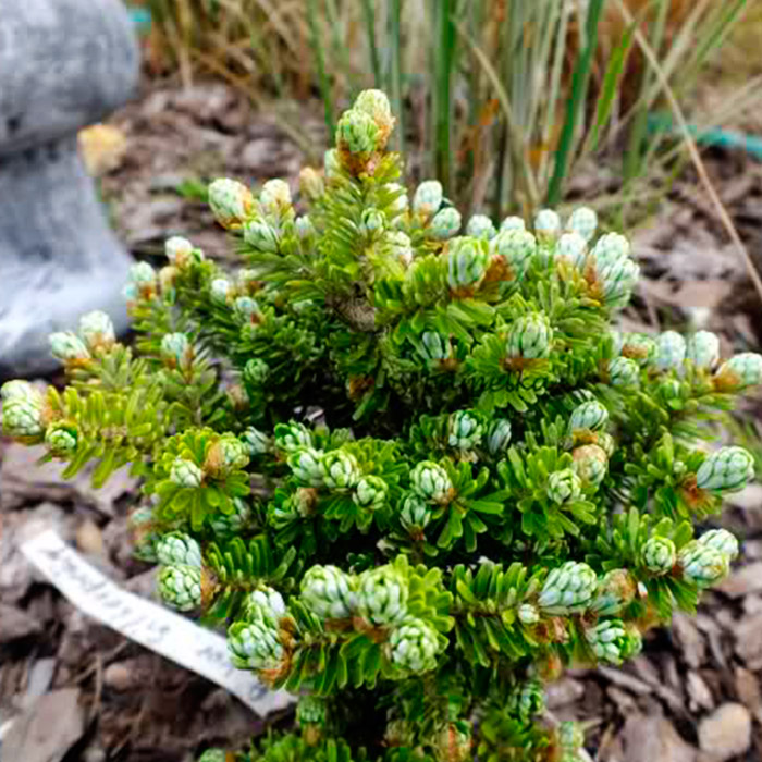 Растение пихта корейская Фрости 40-50 см С10, Mt 