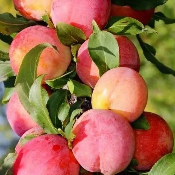 Алыча пирамидальная Империал средн v7,5 120-140 ЦО 