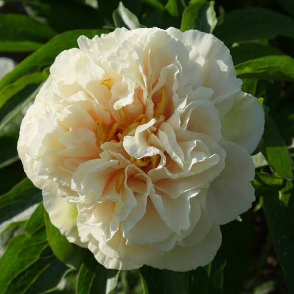 Пион Санни Герл v5 Tim 