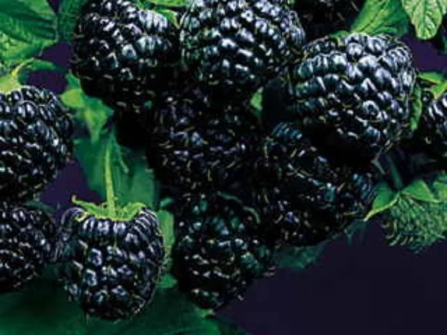 Малина Блек Джувел черн. в коробке ЦО 