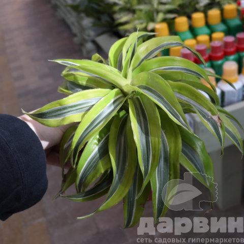 Драцена Копстек Лемон Сюрпрайз d12 h22 (2) ватермарка
