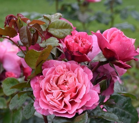 Роза чайно-гибридная Вайлдберри v5 Lav 