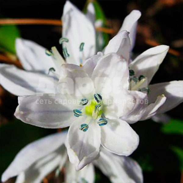 Луковица сцилла сибирика Альба 7/8, 10 шт/уп 