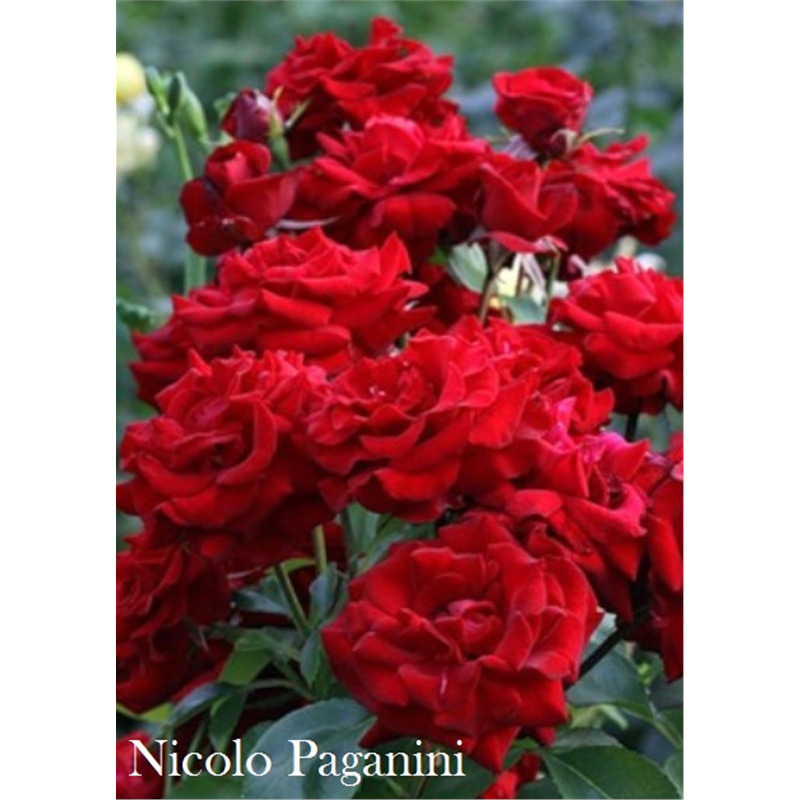 Роза флорибунда Николло Паганини  в коробке AV 