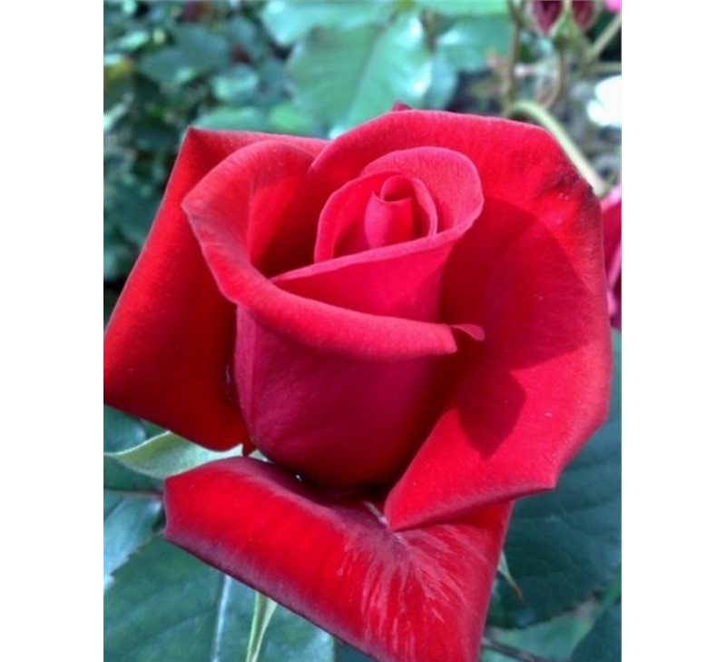 Роза чайно гибридная Кардинал в коробке AV 
