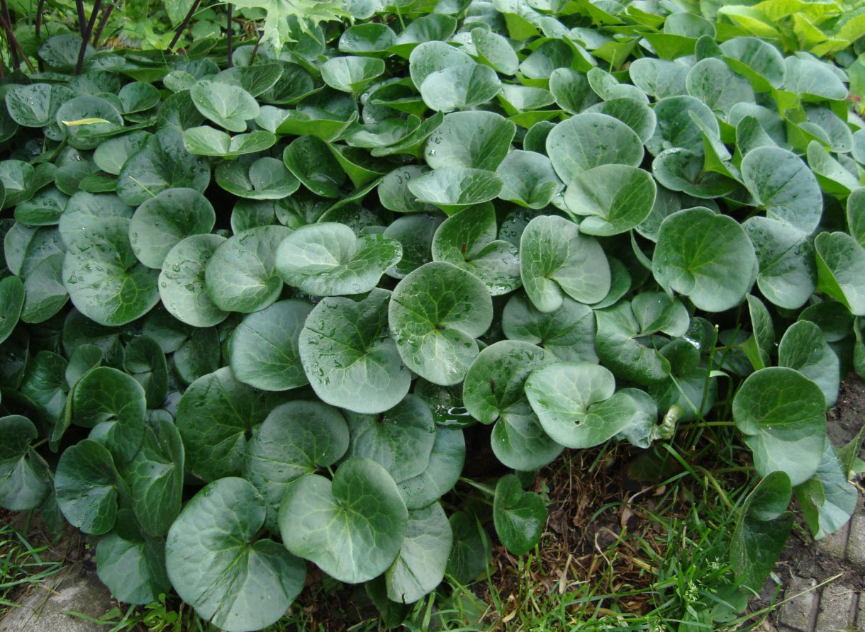 Копытень v1,5 Push 