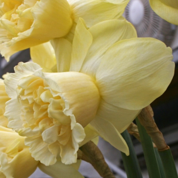 Луковица нарцисс Арт дисижн 12/14, 3 шт/уп 