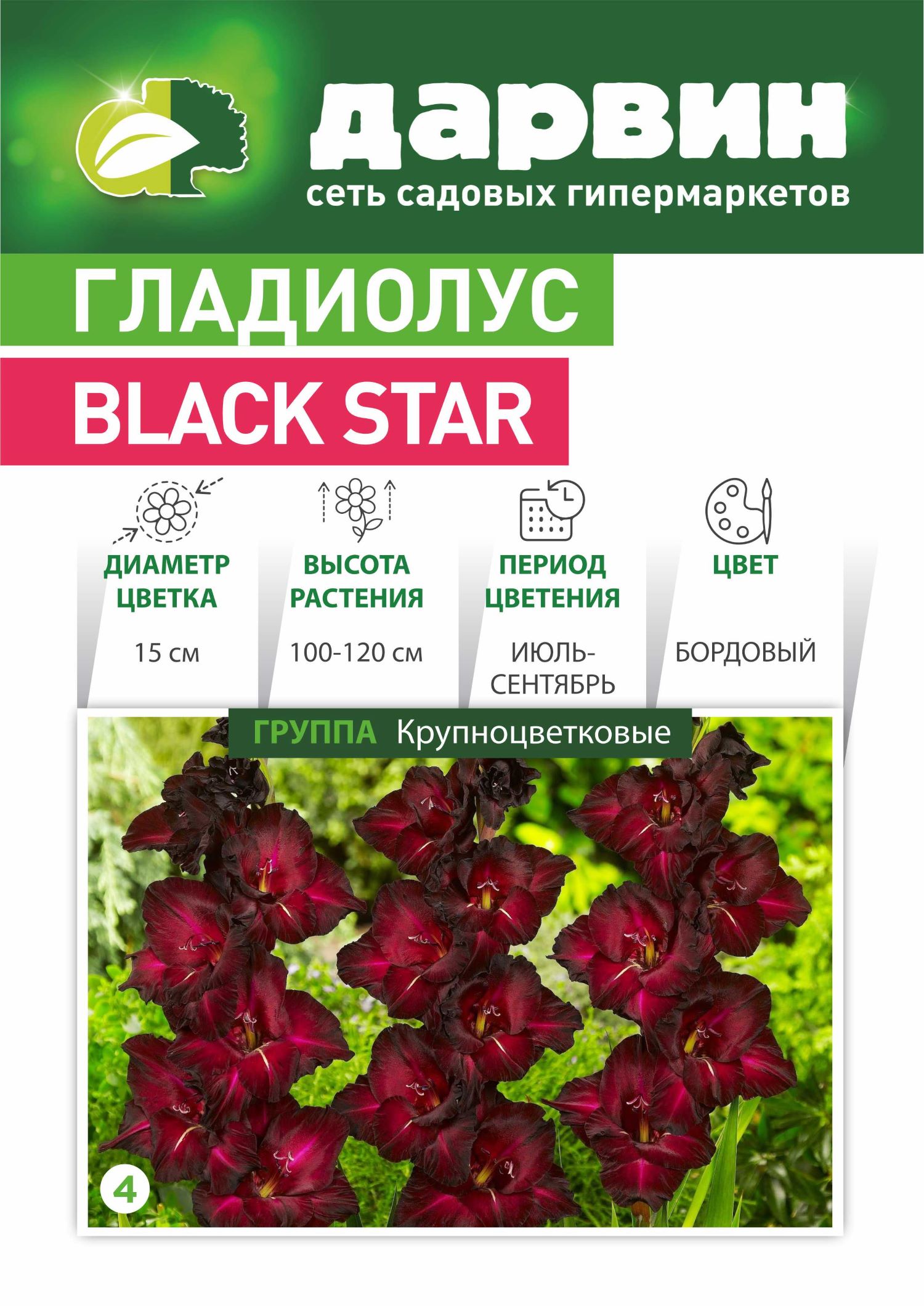 Луковица НВМ Гладиолус 12/14 1 шт 