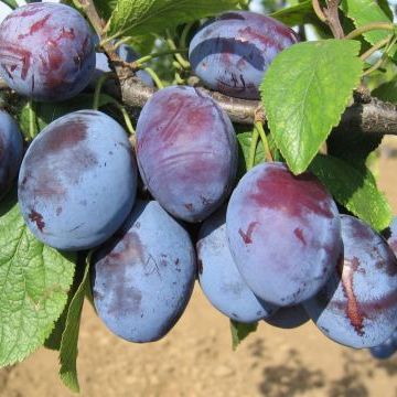 Слива Ника 3-х летка Tim 