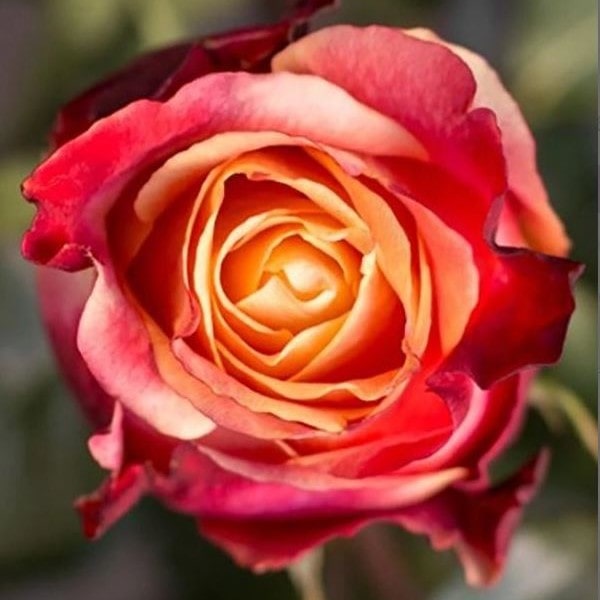 Роза чайно-гибридная 3 Д v5 Lav 