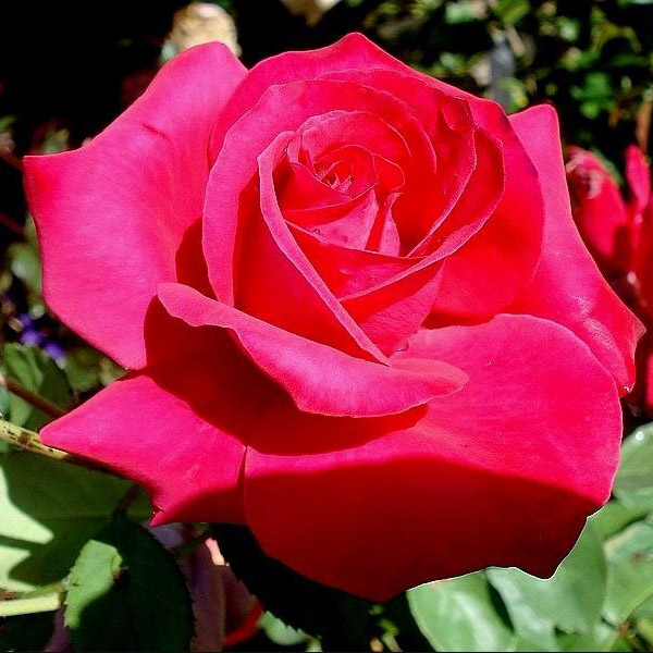 Роза чайно-гибридная Карл Хербст v7 Tim 