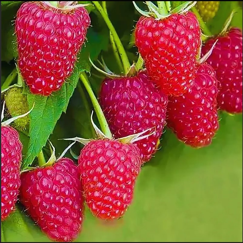 Малина ремонтантная Амира красная v2 Tim 