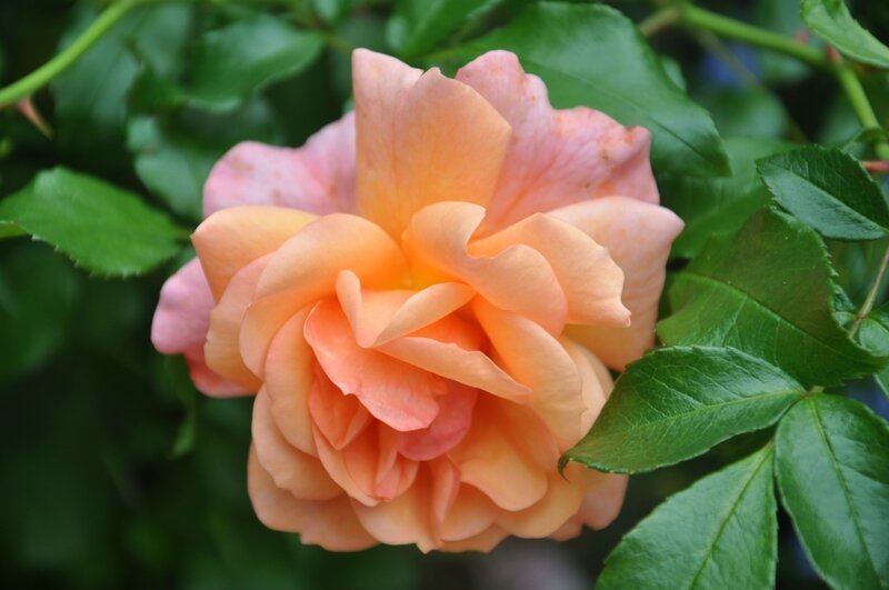 Роза флорибунда Априкола v5 Dem 