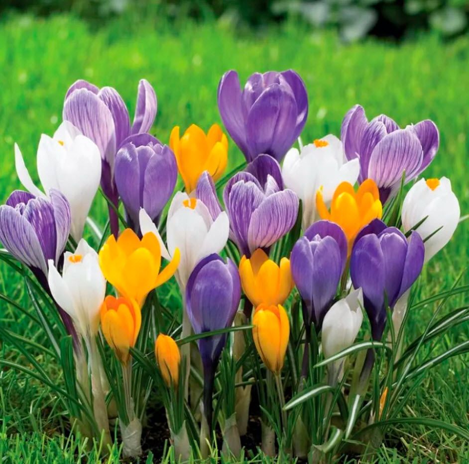 Крокус смесь d10 