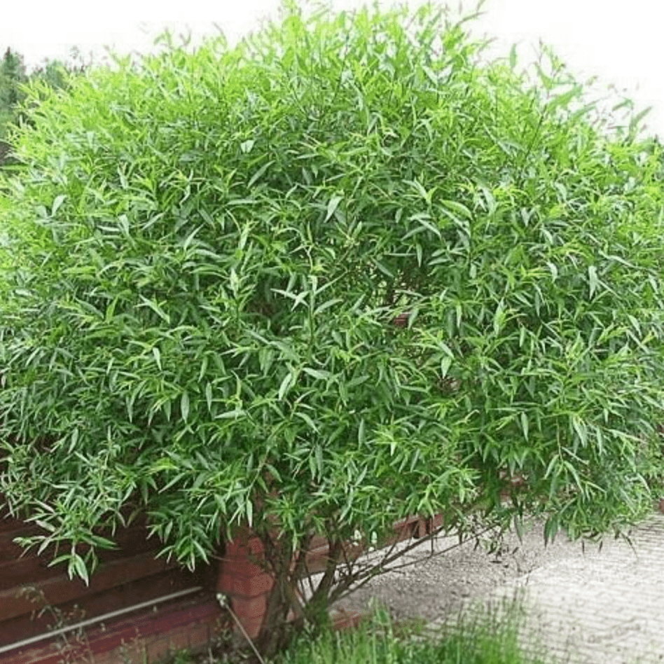 Ива Шаровидный карлик Р9 Mir 