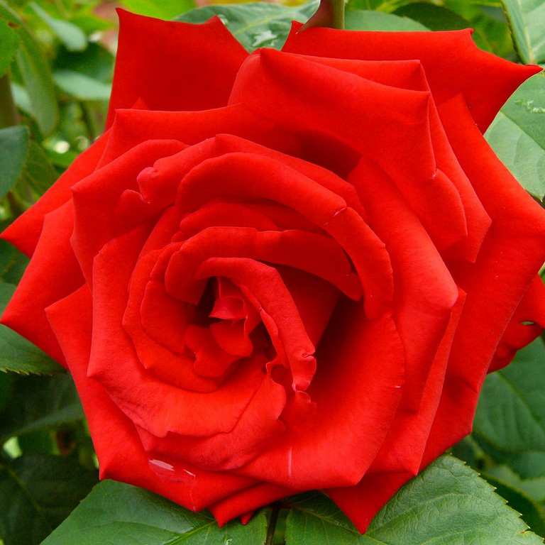 Роза чайно-гибридная Гранд Аморе 5л Dem 