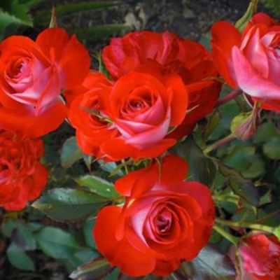 Роза флорибунда Плантен ан Блумен с5, Tim 