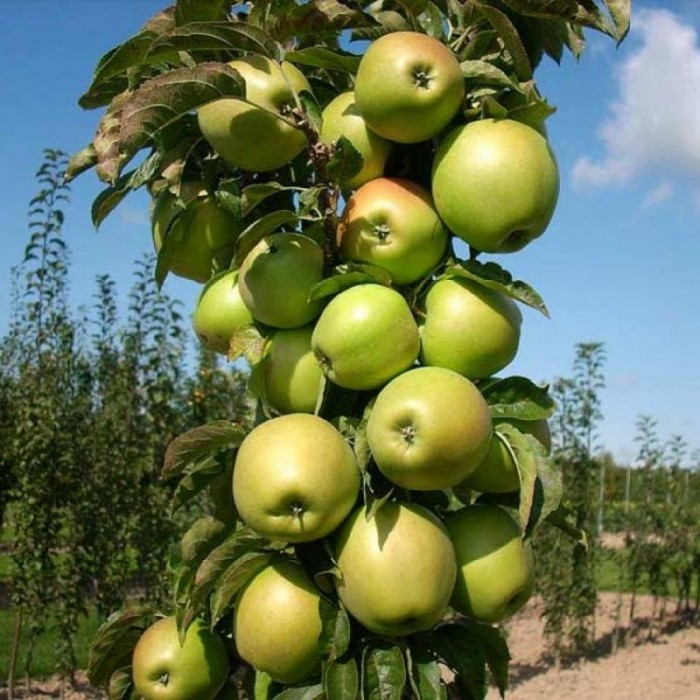 Яблоня колоновидная Президент v5 60-80 Lav 