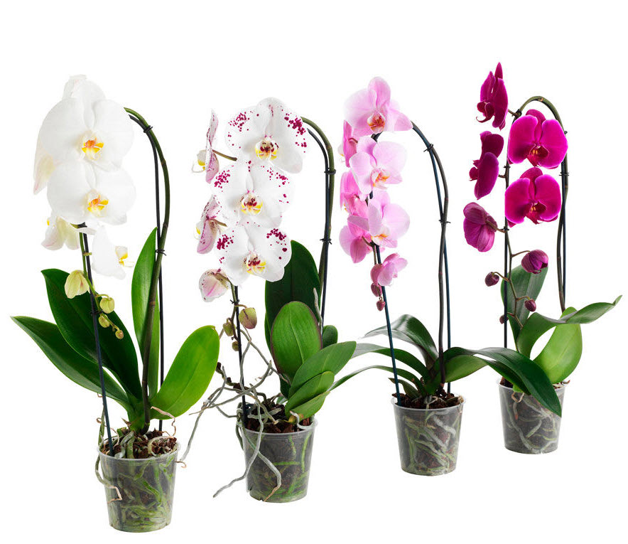 Фаленопсис 1 ств d12 ХР 