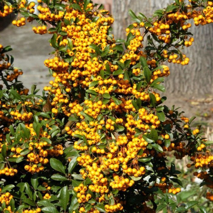 Пираканта шарлаховая Солейл Дор v5 Lav 