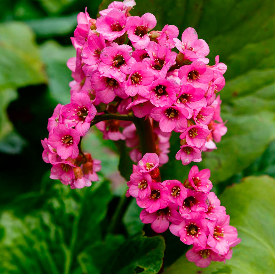 Бадан сердцелистный Шушайн Роуз d12 ХР 