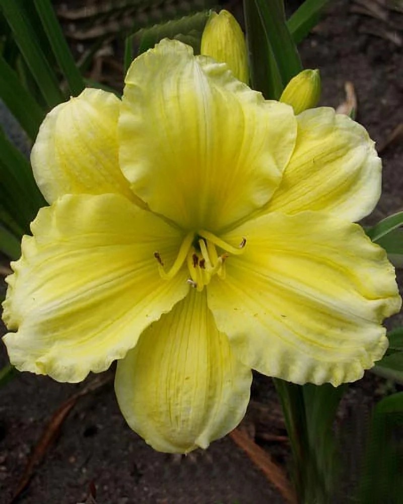 Корневище Лилейник гибридный Гел Скаут 1 шт Поиск 