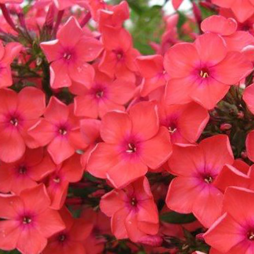 Флокс метельчатый Иван Заря v2 Tim 