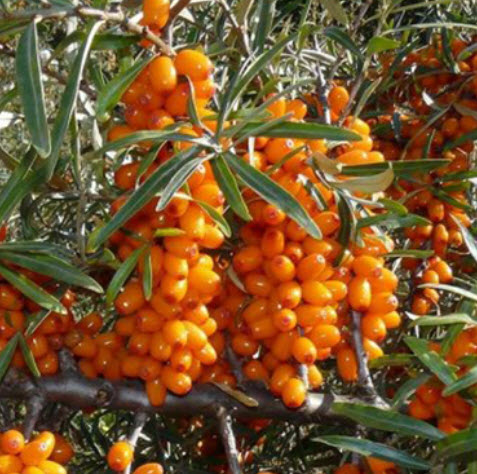 Облепиха Жемчужница C3 ЦО 