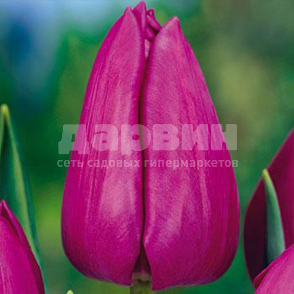 Луковица Тюльпан Белроял Альфа 5 шт/уп, 11/12 