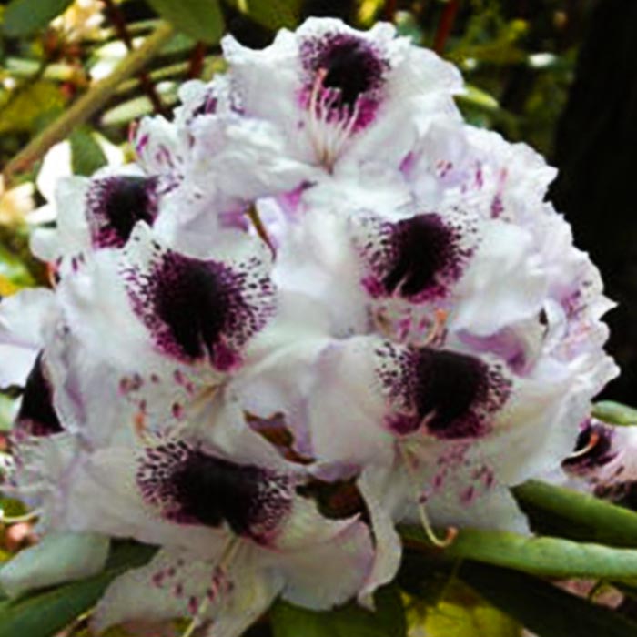 Рододендрон гибридный Граффити C5 