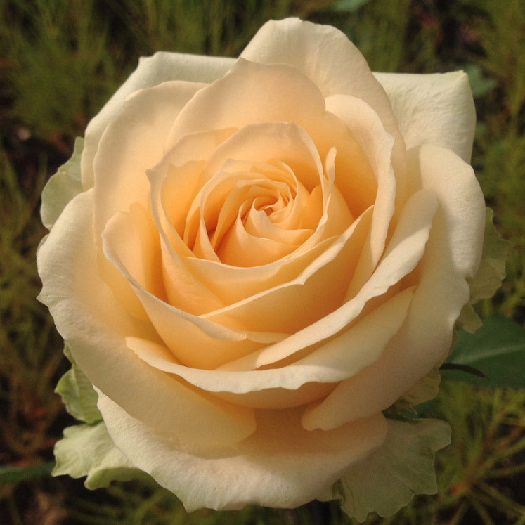 Роза чайно-гибридная Пич Аваланж в коробке ЦО 