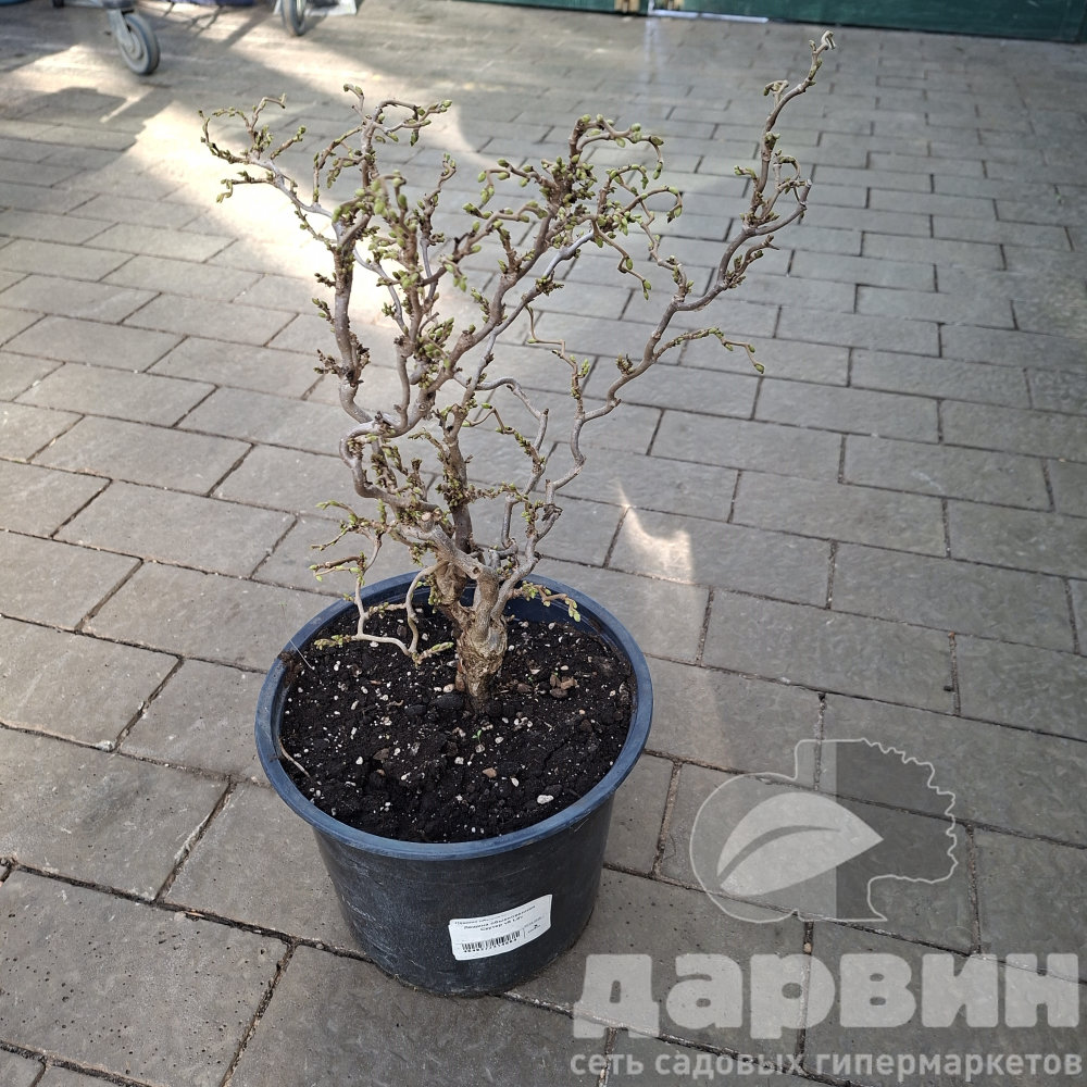 Лещина обыкновенная Скутер v5 Lav 