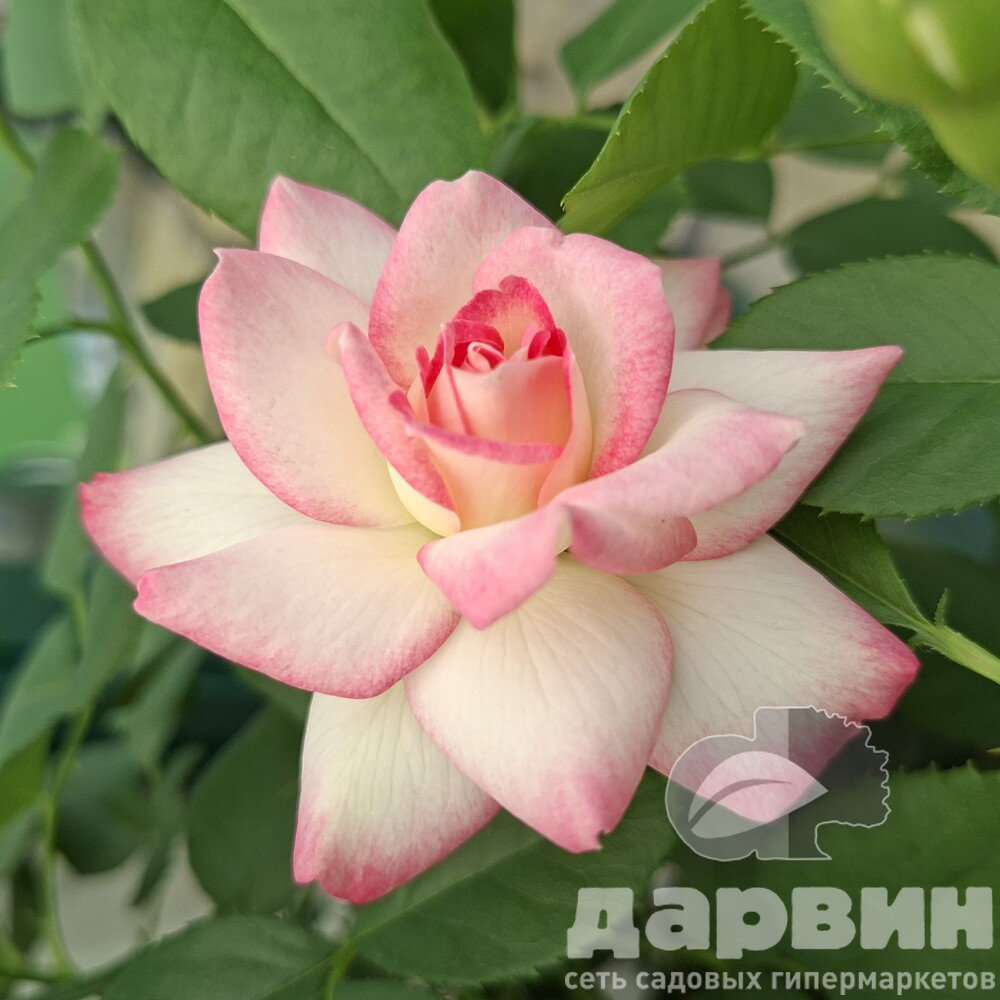 Роза на штамбе Жюбиле дю Принц де Монако C10, St 90 YP 