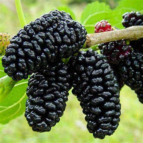 Шелковица черная Галиция C3 Н20-40 ЦО 