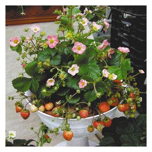 Земляника декоративная Р9 