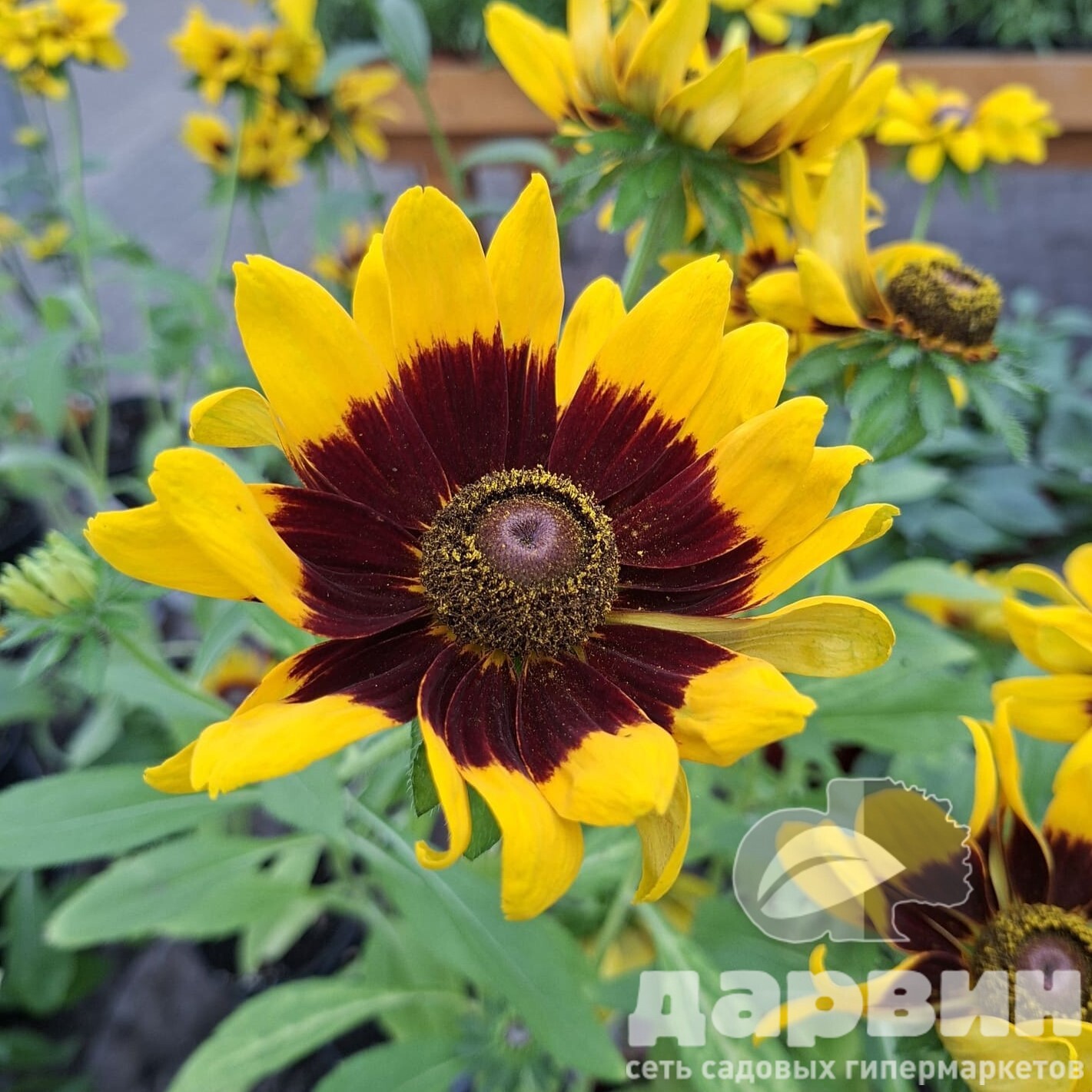 Рудбекия v1,5 Push 