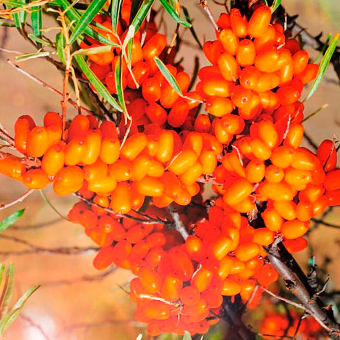 Облепиха Улала v 3-5 Tim 