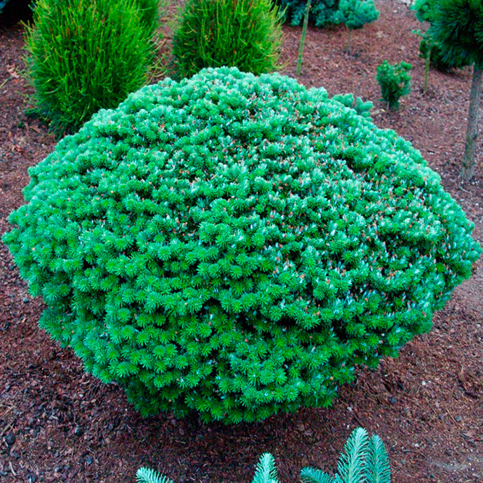 Растение пихта корейская Кристалкюгель 75cm stam cont. 5,0L Mt по цене  Растение пихта корейская Кристалкюгель 75cm stam cont. 5,0L Mt