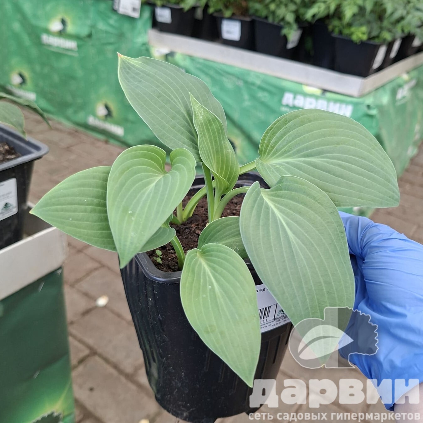 Хоста Мармелад он Тост v2 Tim 