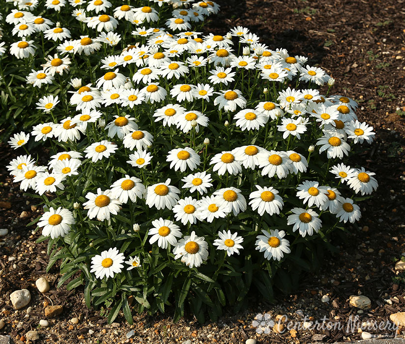 Нивяник Вайт Лайон d9-10 ХР 