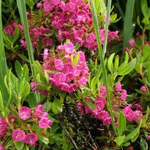 Кальмия узколистная с1 