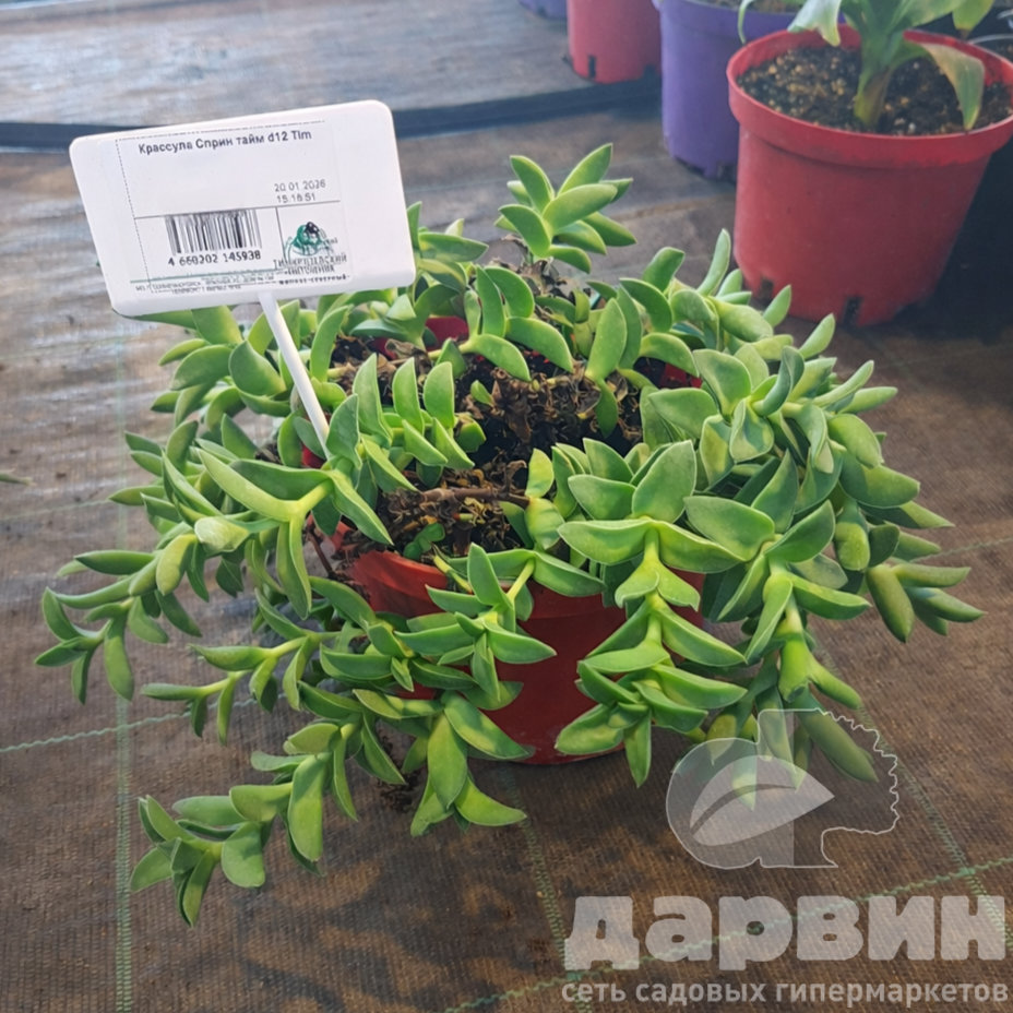 Крассула Сприн Тайм д12 тим marked