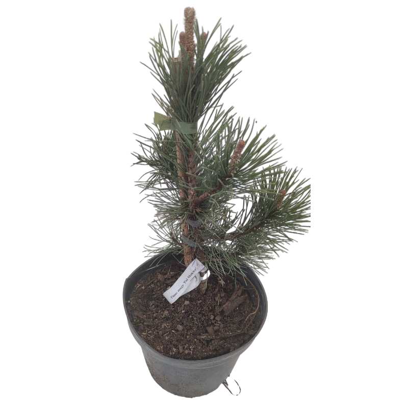 Cосна горная Поль Малетер v3 20-40 