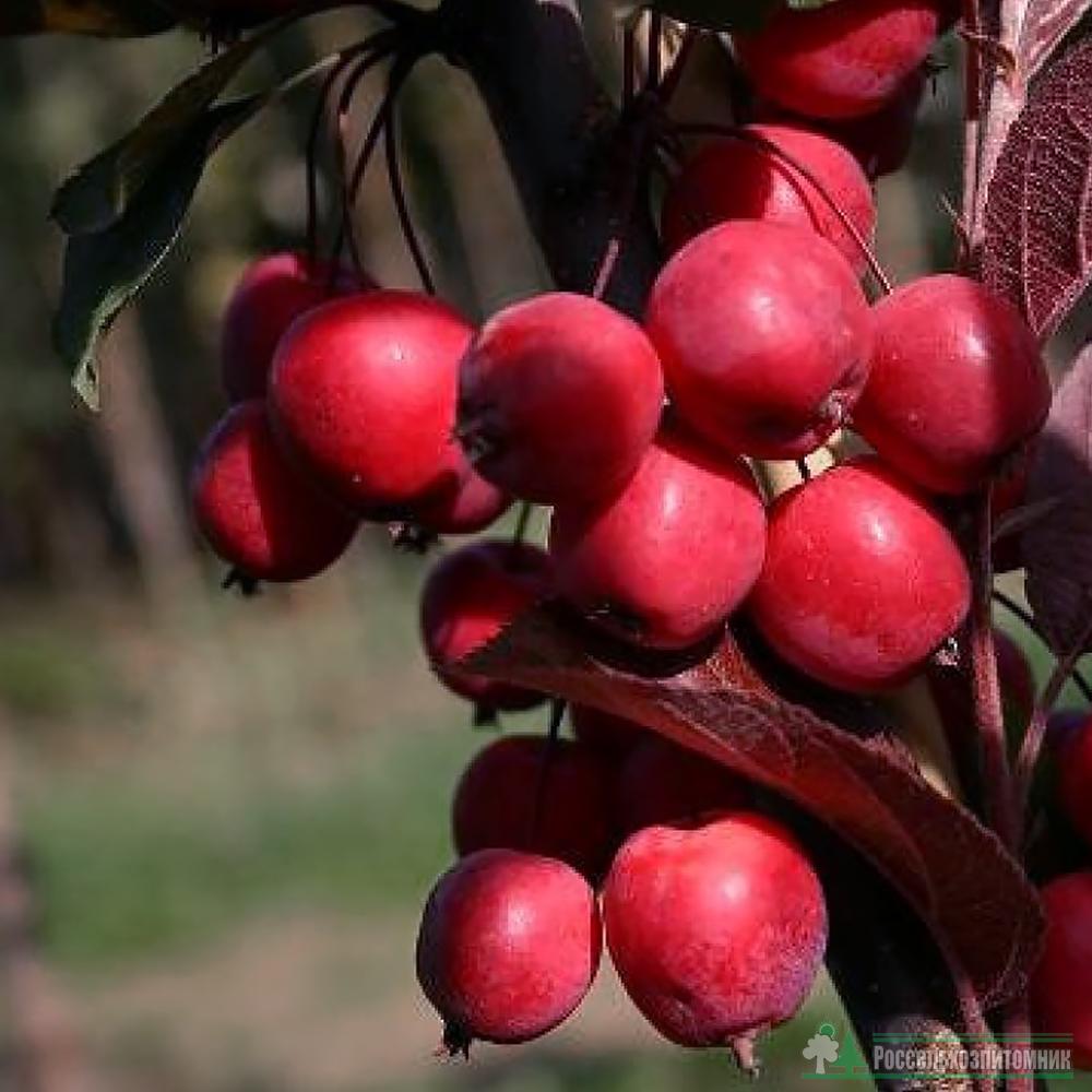 Яблоня Пионерка v7 100-120 Tim 