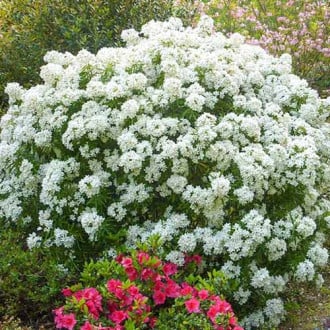 Шуазия Сцентед Гем v2 Lav 