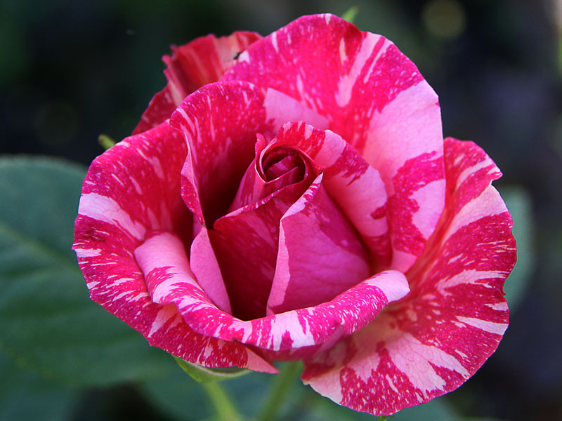 Роза чайно-гибридная Пинк Интуишенел v5 Lav 