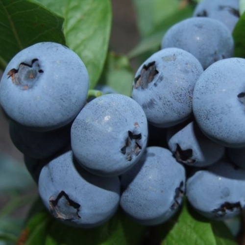 Голубика высокорослая Мидер с2,5 