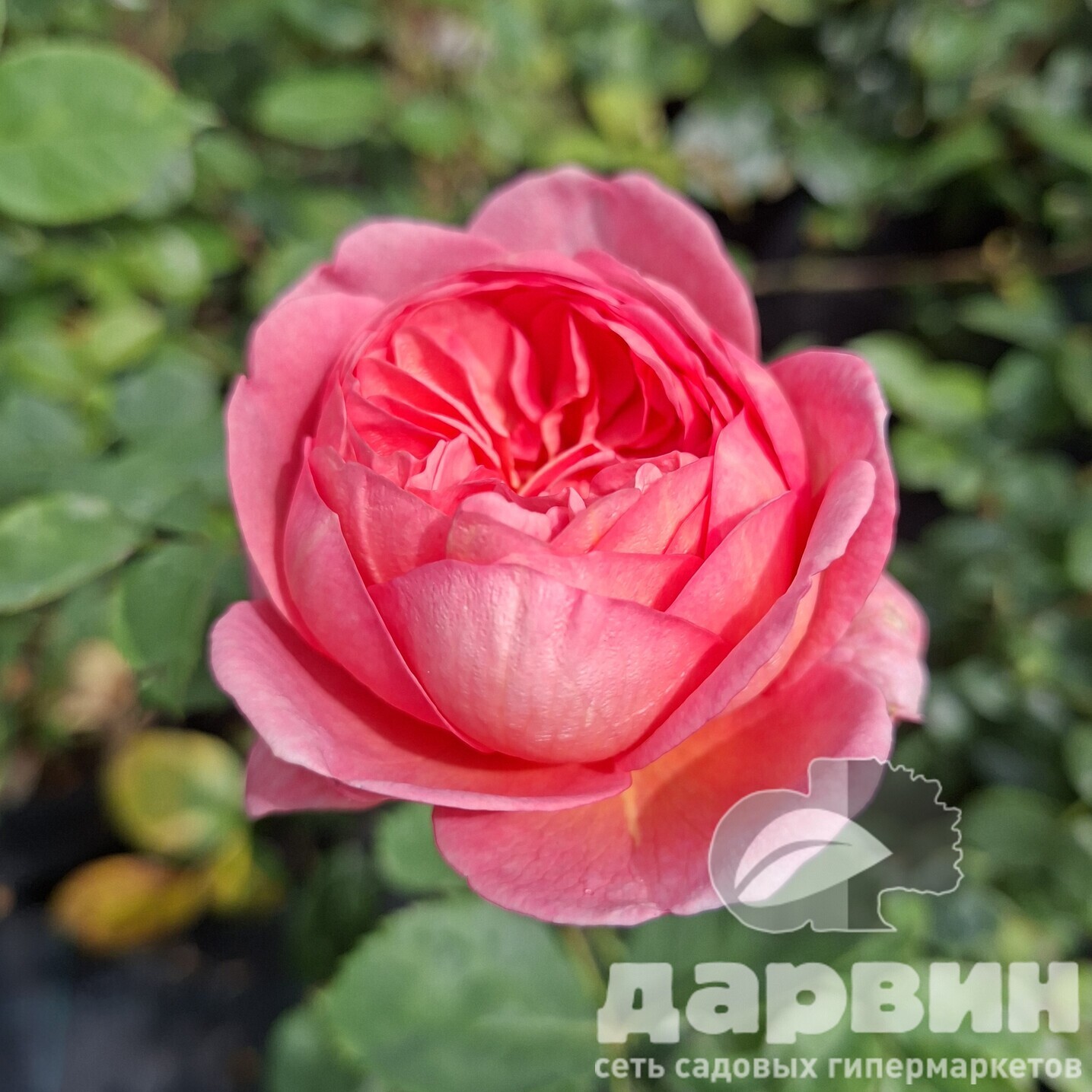 Роза английская Боскобель v5 Lav 