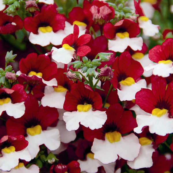 Немезия d12 Tim 