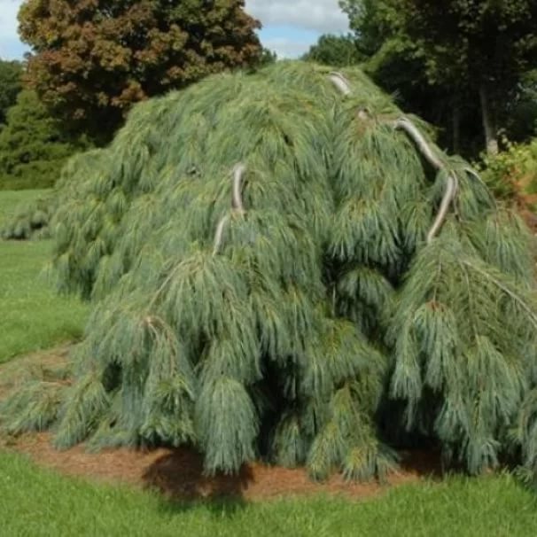 Сосна мягкая Пендула C7.5 50-60 cm Sch 